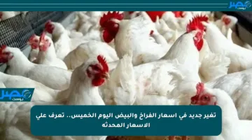 تغير جديد في أسعار الفراخ والبيض اليوم الخميس.. تعرف على الأسعار المحدثة
